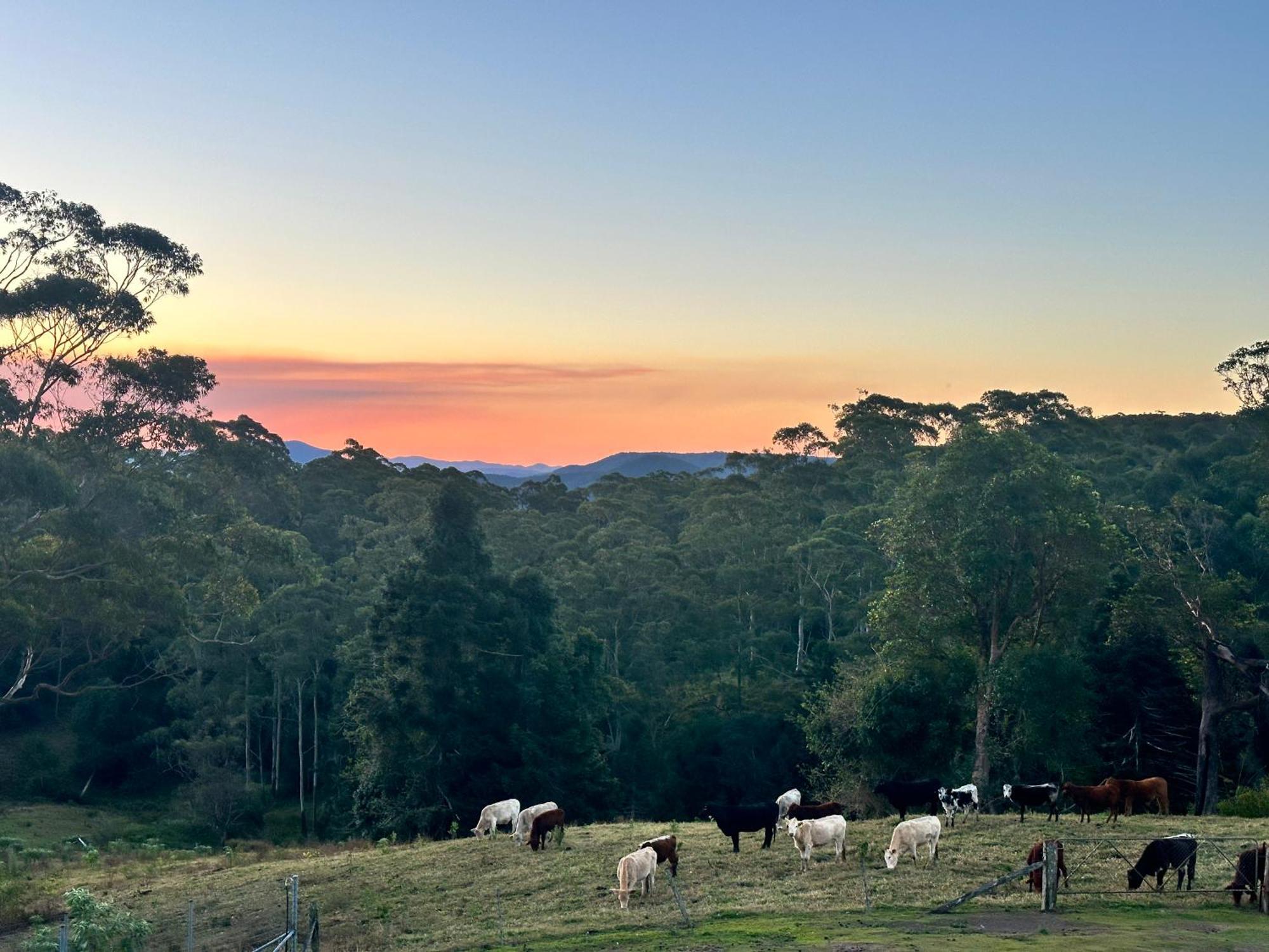 Whispering Valley Cottage Retreat Maleny Buitenkant foto