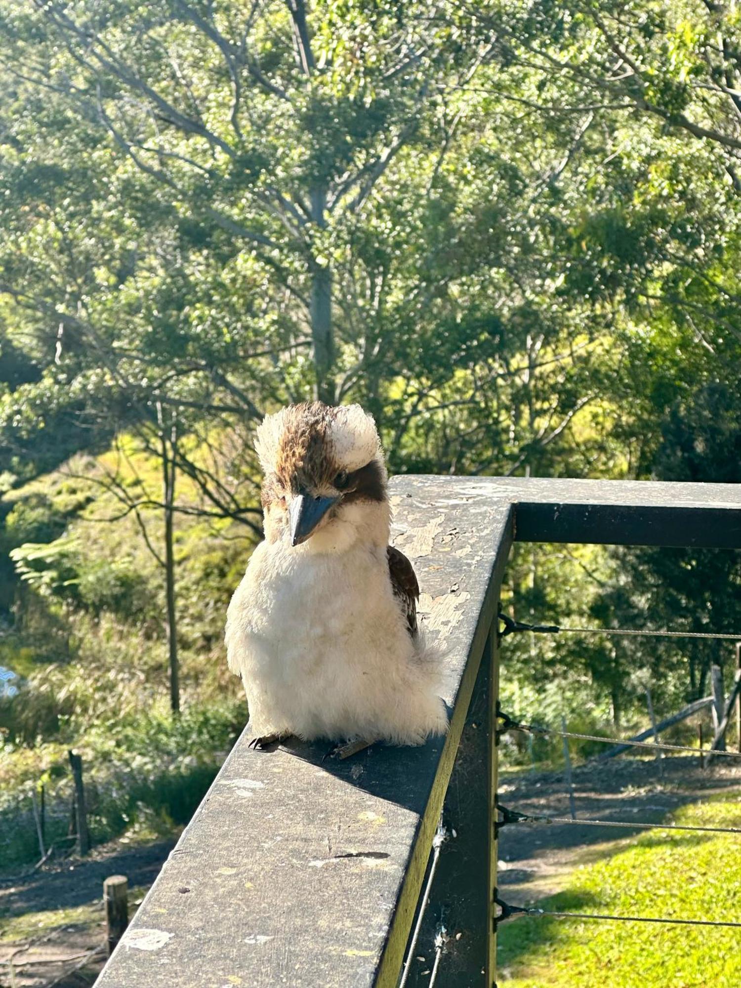 Whispering Valley Cottage Retreat Maleny Buitenkant foto